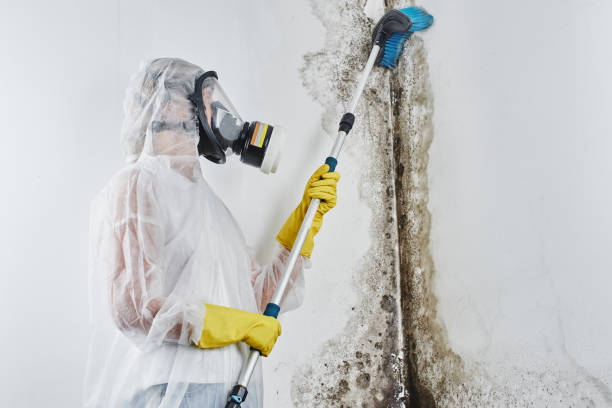 Best Mold Testing and Inspection Services in Beverly, NJ